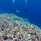 Diver & coral reef in Papua New Guinea.