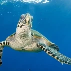 Hawksbill turtle in Papua New Guinea.