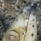 Snake eel in Papua New Guinea.
