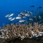 Trevally in Papua New Guinea.