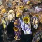 Tunicates in Papua New Guinea.