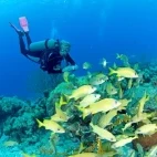 Underwater scuba diving at Divi Flamingo Beach Resort, Bonaire.