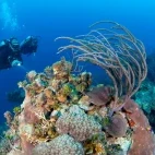 Divers on a reef in Bimini, Bahamas.