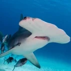 Portrait of a great hammerhead shark in Bimini, Bahamas.