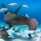 Hammerhead and nurse shark in Bimini, Bahamas.