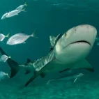 A bull shark in Bimini, Bahamas.