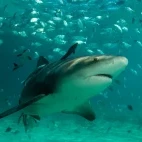 A bull shark in Bimini, Bahamas.