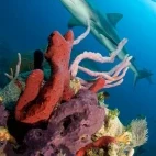 Reef shark and coral in Bimini, Bahamas.