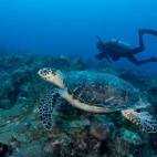 A turtle and a diver in Bimini, Bahamas.