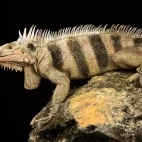 Horned iguana in St Lucia, Caribbean