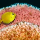 A tang in St Lucia, Caribbean.