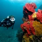 Diver by a reef in St Lucia, Caribbean.