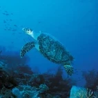 A hawksbill turtle in St Lucia, Caribbean.