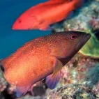 A miniatus grouper in St Lucia, Caribbean.
