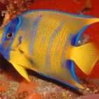 Queen angelfish in St Lucia, Caribbean.
