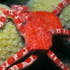 A ruby brittle star in St Lucia, Caribbean.
