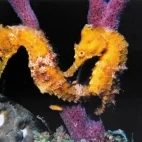 Seahorses in St Lucia, Caribbean.