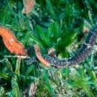 Seahorses in St Lucia, Caribbean.