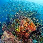A shoal in St Lucia, Caribbean.
