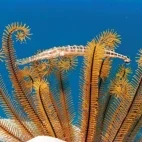A trumpetfish in St Lucia, Caribbean.