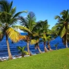 Short green palm trees in St Lucia, Caribbean