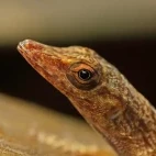 Anole in St Lucia, Caribbean
