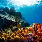 Yellow tube sponges in St Lucia, Caribbean