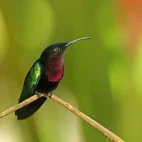 A hummingbird in St Lucia, Caribbean