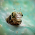 Blenny in St Kitts, the Caribbean.
