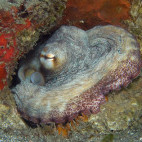 Octopus in St Kitts, the Caribbean.