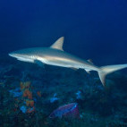 Reef shark in Saba, the Caribbean.