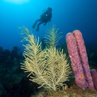 Coral reef and diver in Saba, the Caribbean.