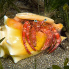 Star-eye hermit crab in St Kitts, the Caribbean.