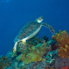 Turtle in Saba, the Caribbean.