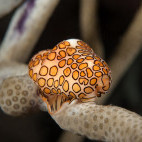 Flamingo tongue in Saba, the Caribbean.