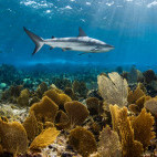 Caribbean reef shark in the Bahamas.