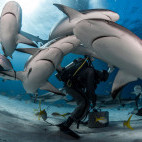 Caribbean reef shark in the Bahamas.