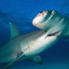 Great hammerhead shark in Bimini, Bahamas