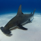 Great hammerhead shark in Bimini, Bahamas