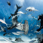 Great hammerhead shark and diver in Bimini, Bahamas.