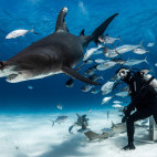 Great hammerhead shark and diver in Bimini, Bahamas.