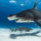 Great hammerhead sharks in Bimini, Bahamas.