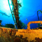 Wreck with Caribbean reef shark in the background