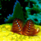 Christmas tree worm in the Cayman Islands