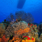 Reef with coral and sponges in the Cayman Islands