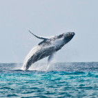 Humpback whale breaching in Grand Turk.