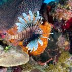 Lion fish in Grand Turk