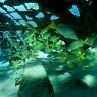 Snapper schoal in Grand Turk