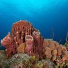 Coral reef in Saba, the Caribbean