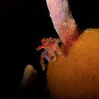 Cryptic teardrop crab in Saba, the Caribbean